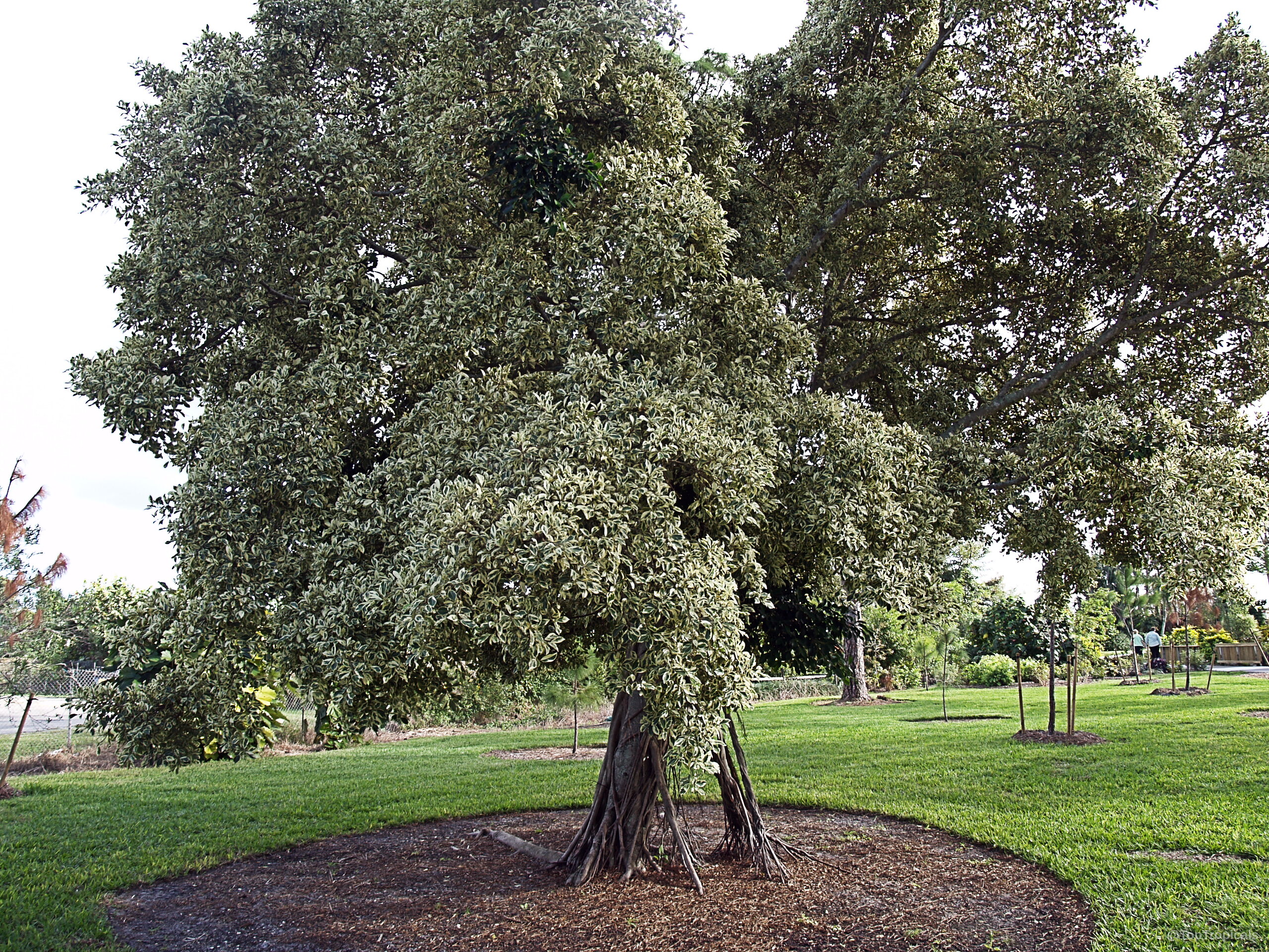 Ficus sp. (Ficus) tree with a wide canopy and thick trunk standing in open grass. Ficus sp. (Ficus) tree with dense green leaves spreading out to create canopy shade.