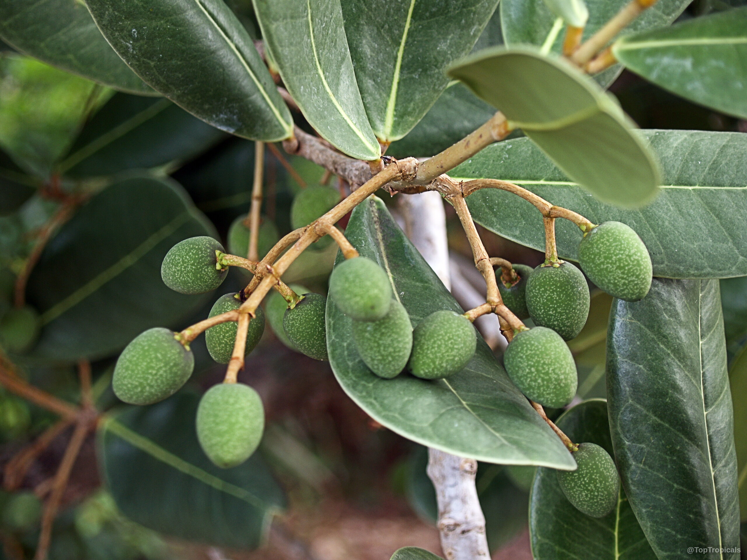 Garcinia spicata (Garcinia) small green fruit clusters growing among deep green waxy oval leaves Garcinia spicata (Garcinia) green fruit clusters hanging from thick waxy dark leaves close up