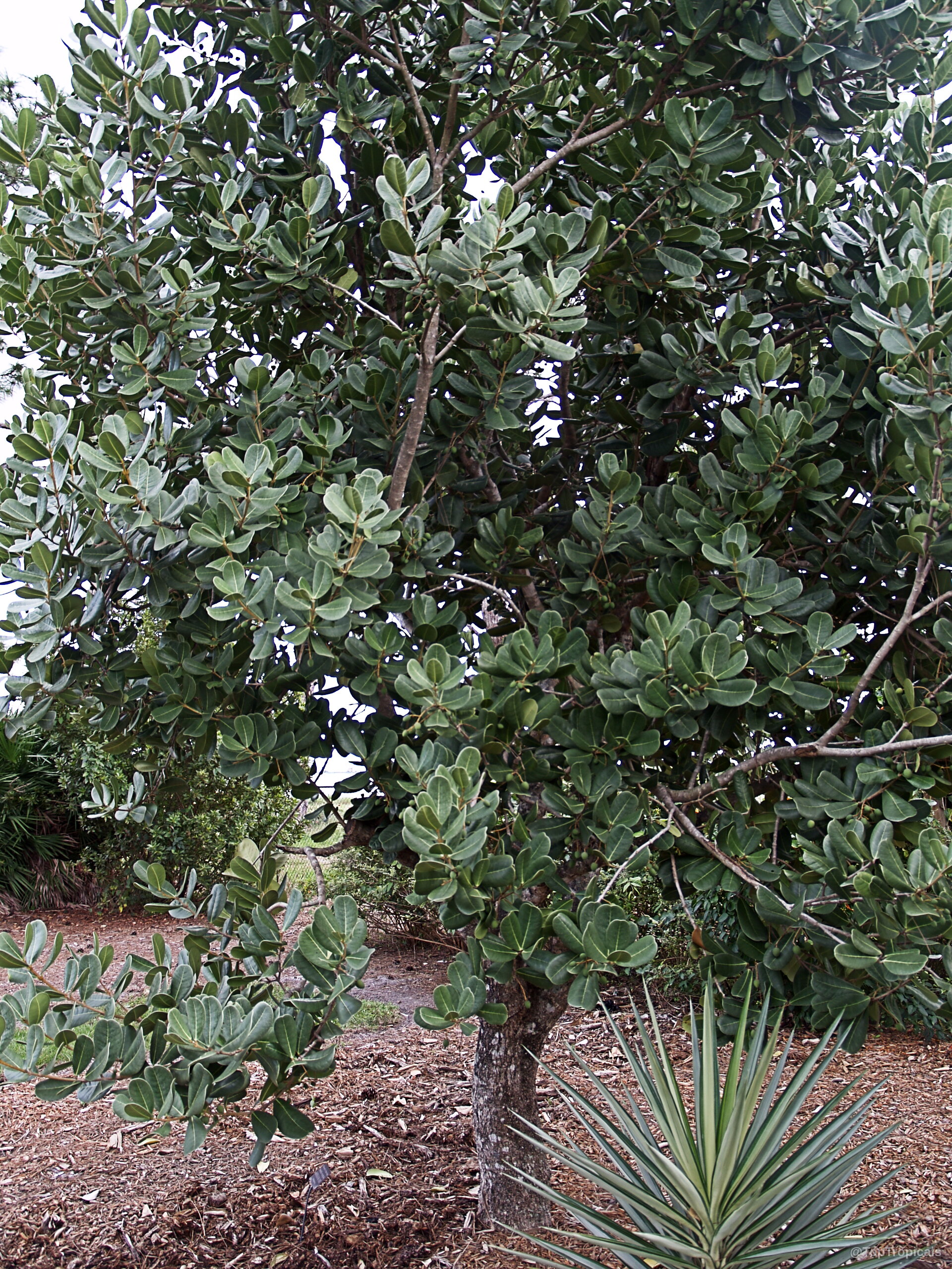 Garcinia spicata (Garcinia) tree with thick green foliage and textured brown trunk, wooden branches Garcinia spicata (Garcinia) tree with dense green leaves, medium sized branching structure, upright