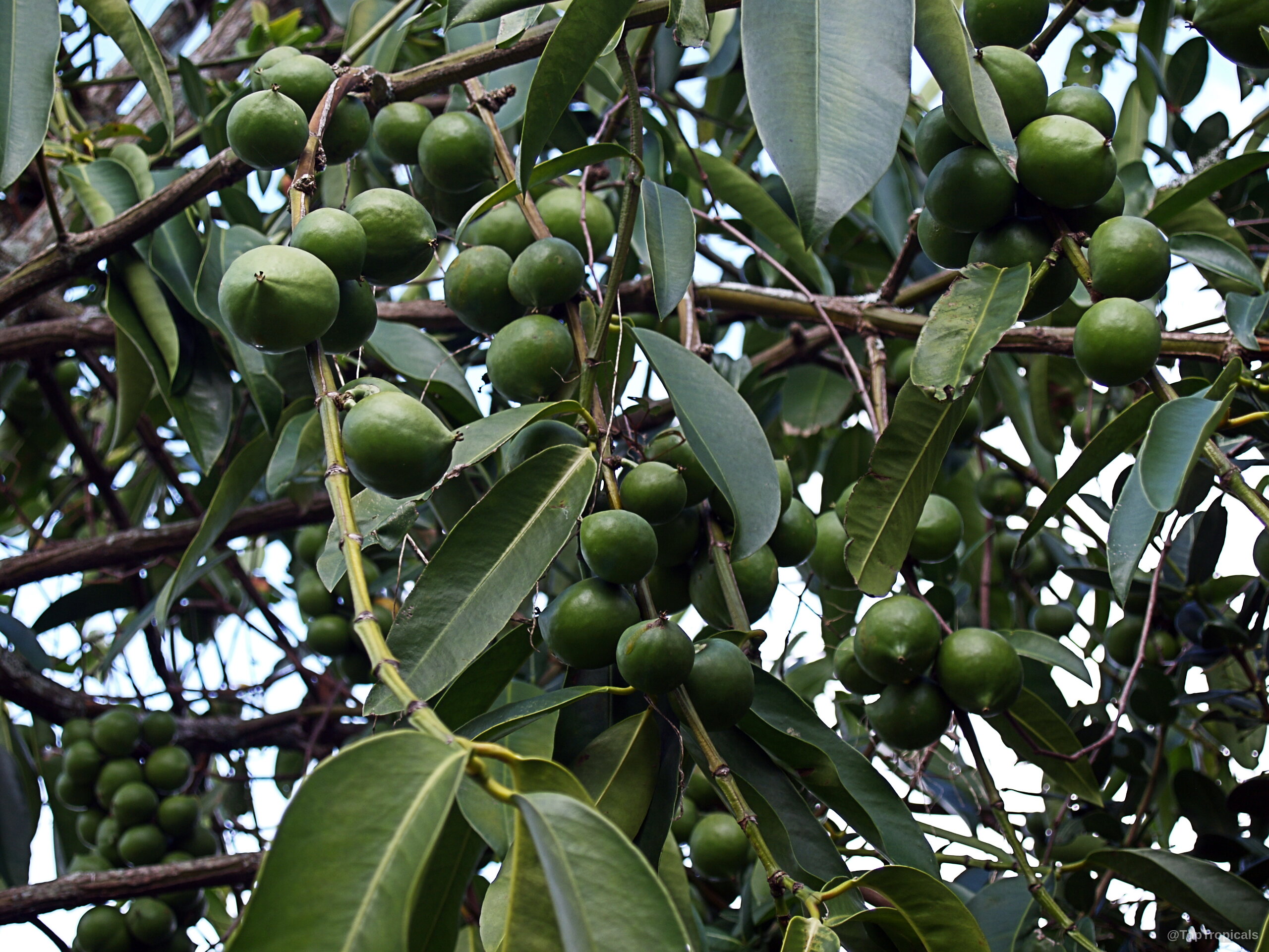 Garcinia xanthochymus (Himalayan Garcinia) with heavy clusters of spherical green fruit among dense pointed leaves. Garcinia xanthochymus (Himalayan Garcinia) green fruit cluster hanging from thin tree branches close up