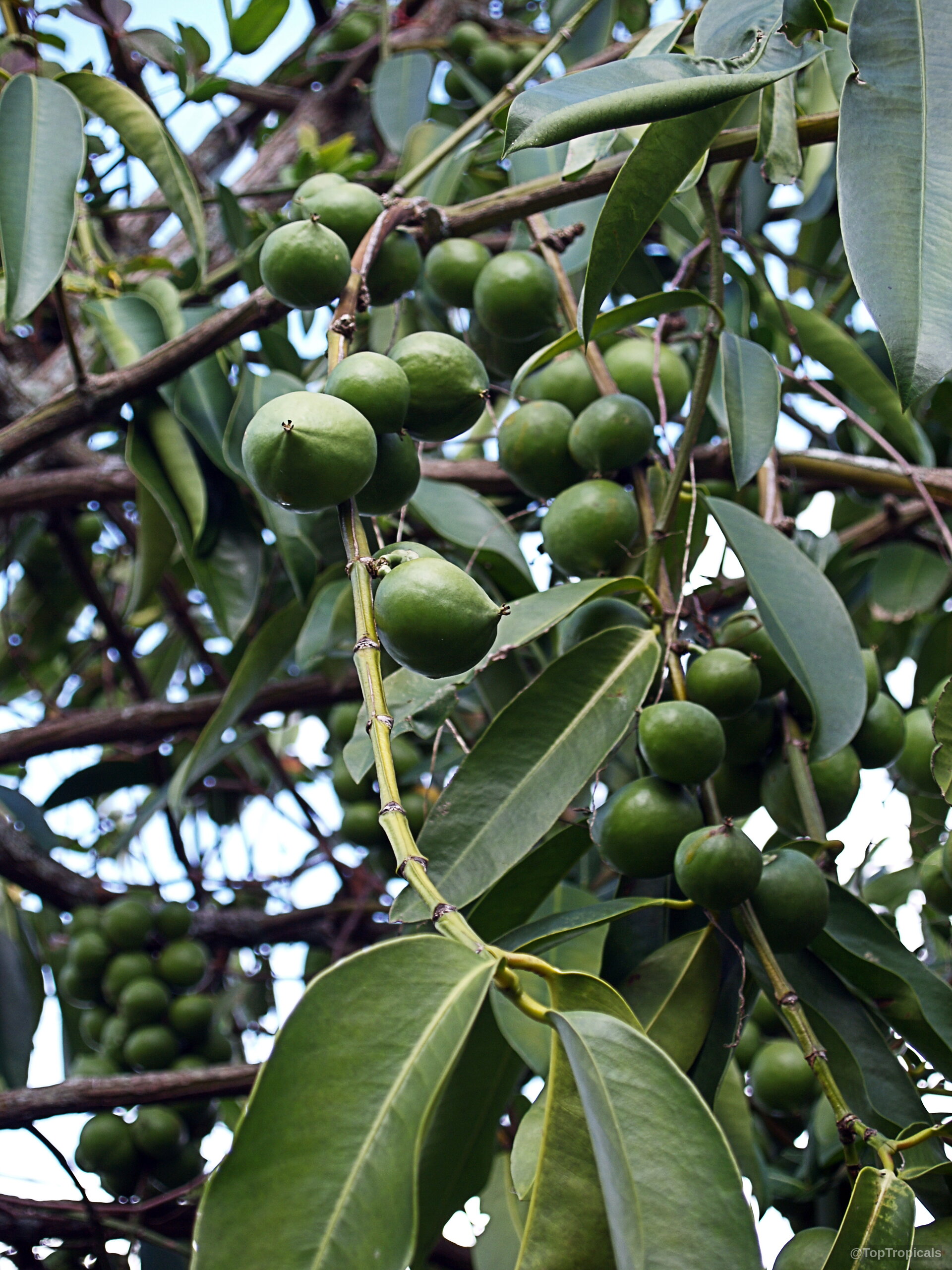 Garcinia xanthochymus (Himalayan Garcinia) with clusters of round green fruit on slender woody stems Garcinia xanthochymus (Himalayan Garcinia) round green fruit hanging on tree branches close up