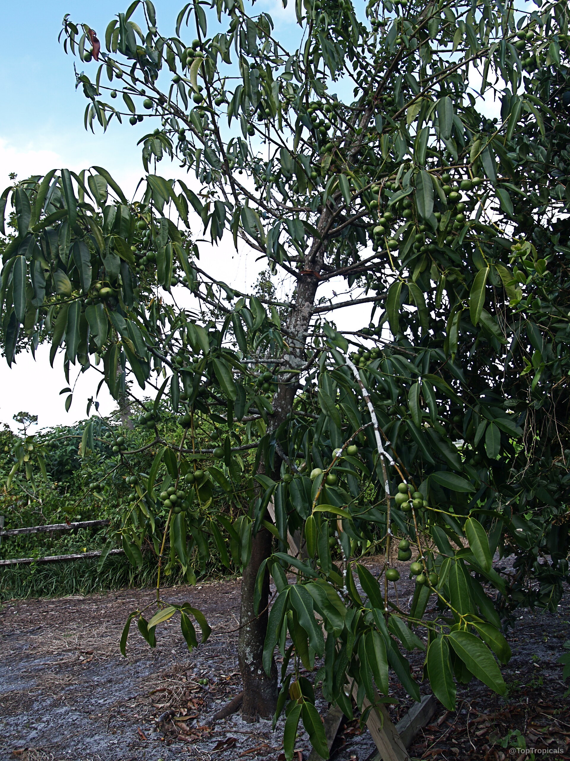 Garcinia xanthochymus (Himalayan Garcinia) tree laden with numerous small green fruit on many woody branches. Garcinia xanthochymus (Himalayan Garcinia) tree with green leaves and multiple round green fruit clusters.
