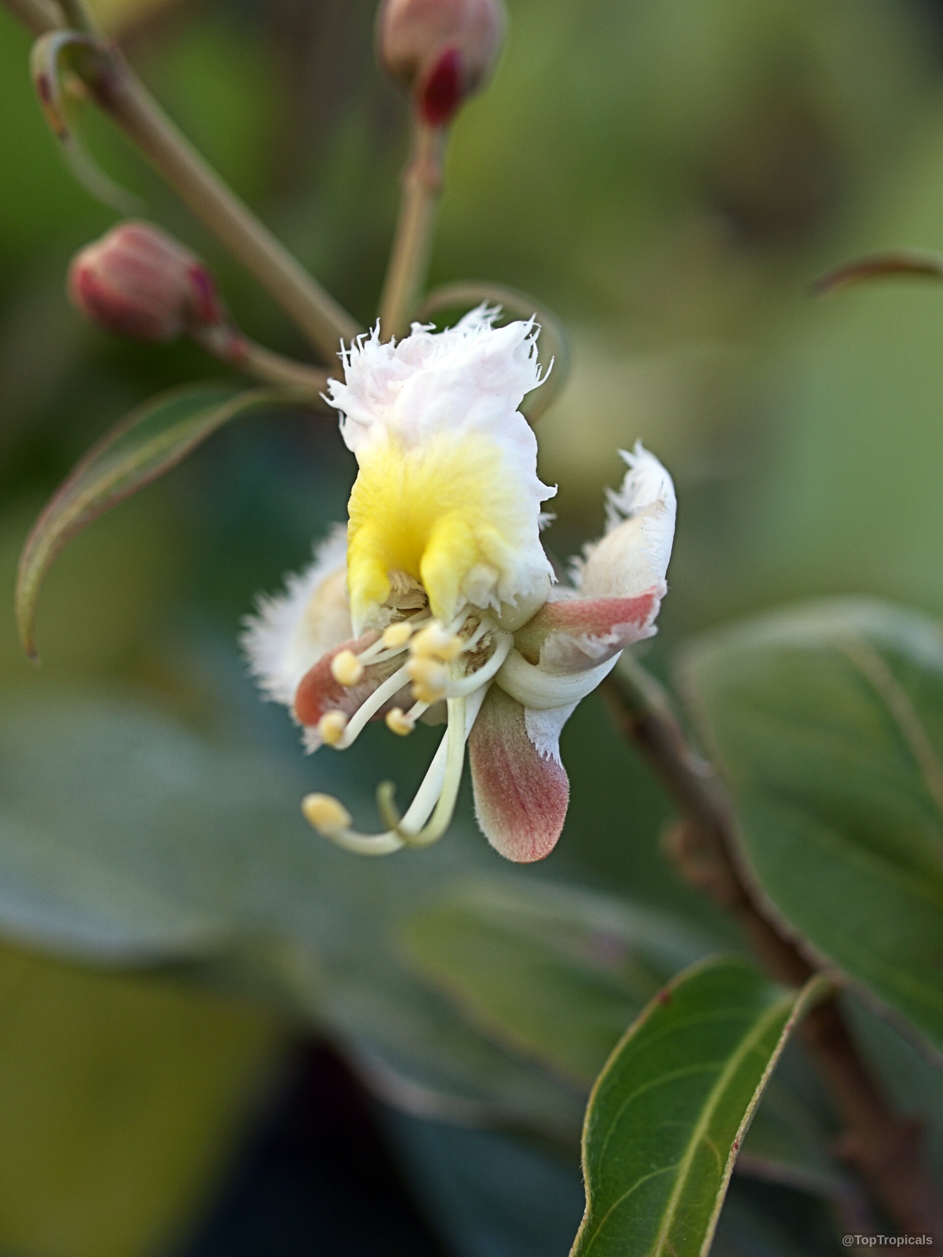 Hiptage benghalensis (Hiptage) flower with white fringed petals and a yellow center on thin stem. Hiptage benghalensis (Hiptage) white and yellow flower, close up of delicate fringed petals.