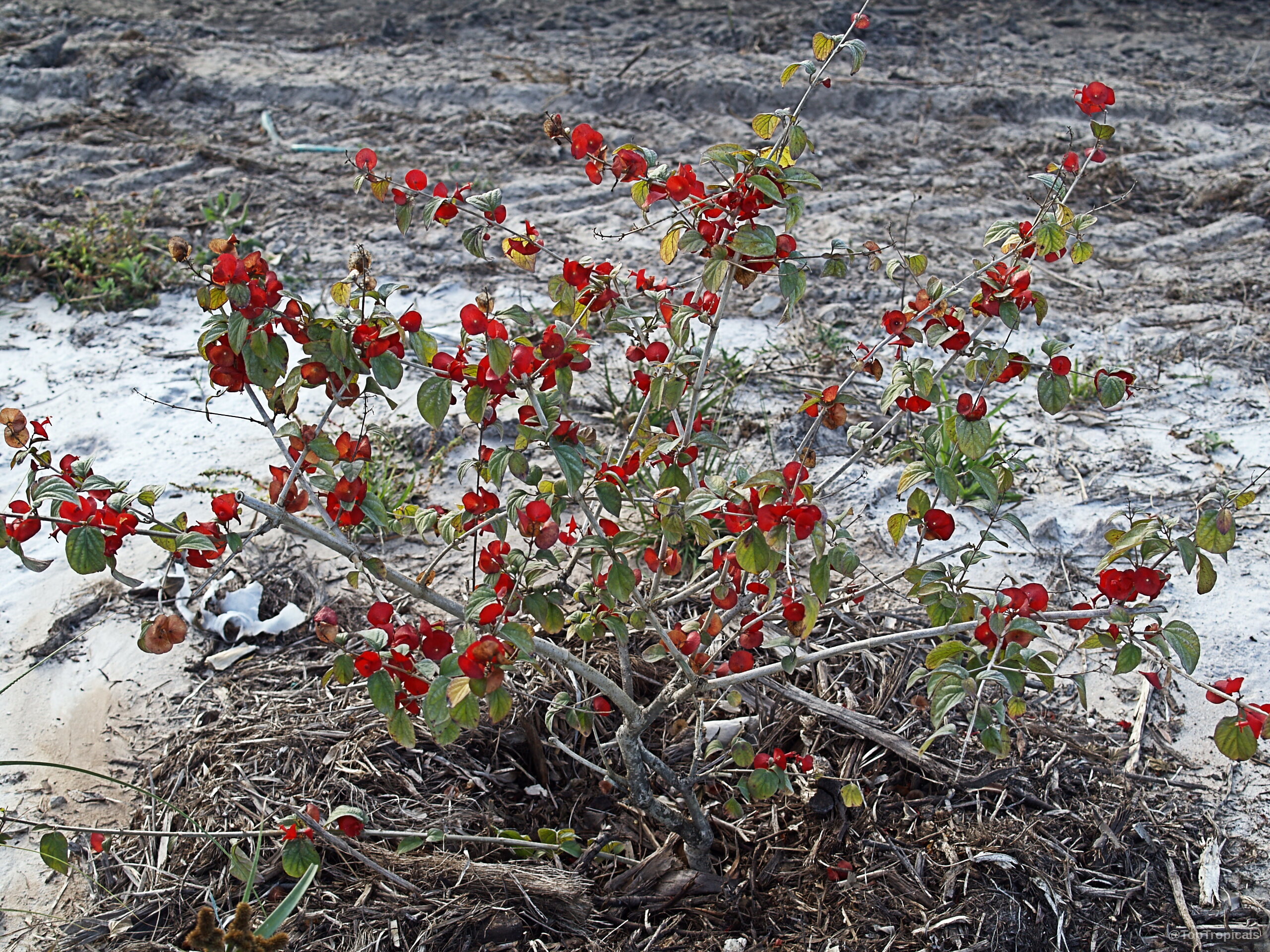 Holmskioldia sanguinea (Chinese hat) plant with many orange red flowers scattered along the thin branches Holmskioldia sanguinea (Chinese hat) plant with small orange red flowers on thin brown stems