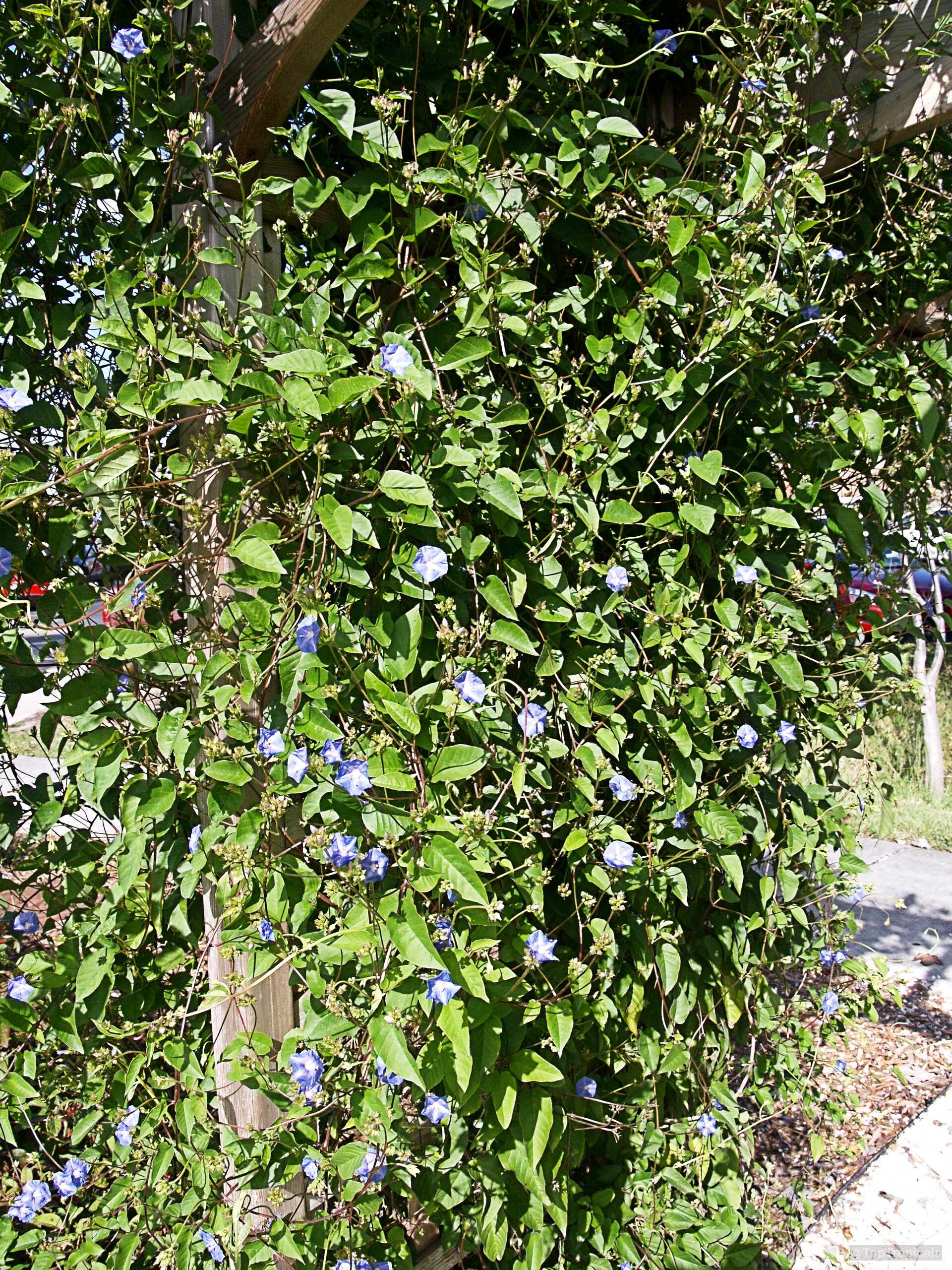 Ipomoea sp. (Morning glory) vine showing small blue flowers among dense green heart-shaped leaves. Ipomoea sp. (Morning glory) blue flower climbing plant spreading along a wooden support structure.