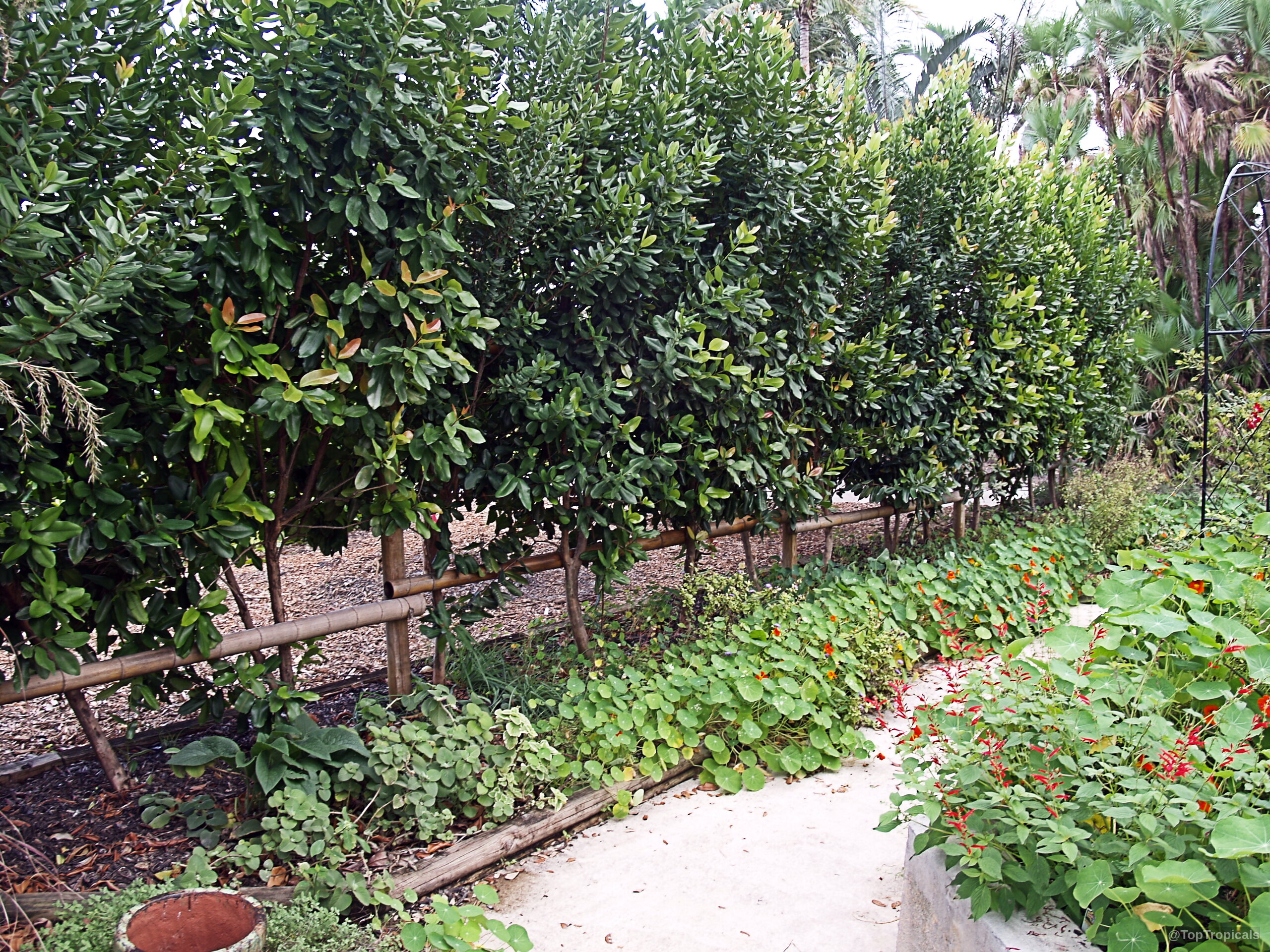 Pimenta racemosa (Bay Rum Tree) with lush green foliage growing beside a wooden fence edge. Pimenta racemosa (Bay Rum Tree) green plant leaves lining a wooden fence border row.
