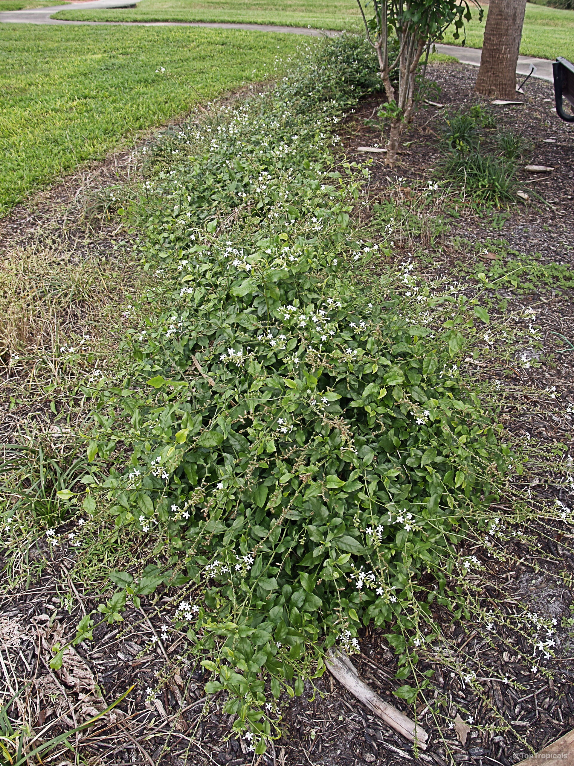 Plumbago zeylanica (Wild Plumbago) sprawling over the ground with small white flowers and green foliage Plumbago zeylanica (Wild Plumbago) with tiny white flowers covering the green sprawling plant
