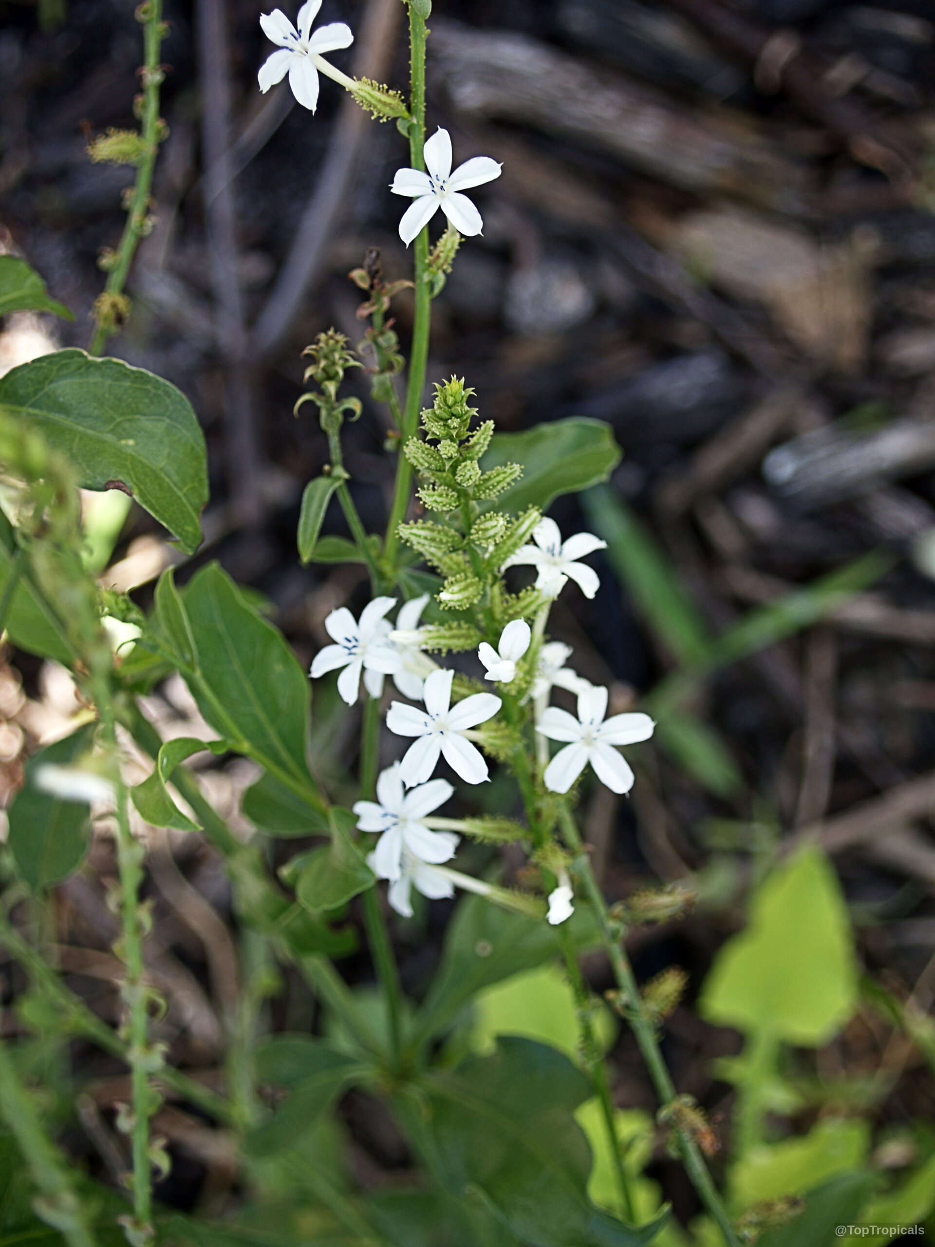 Plumbago zeylanica (Wild Plumbago) with small white flowers growing along a thin green stalk. Plumbago zeylanica (Wild Plumbago) white flower cluster on green leafy stem close up