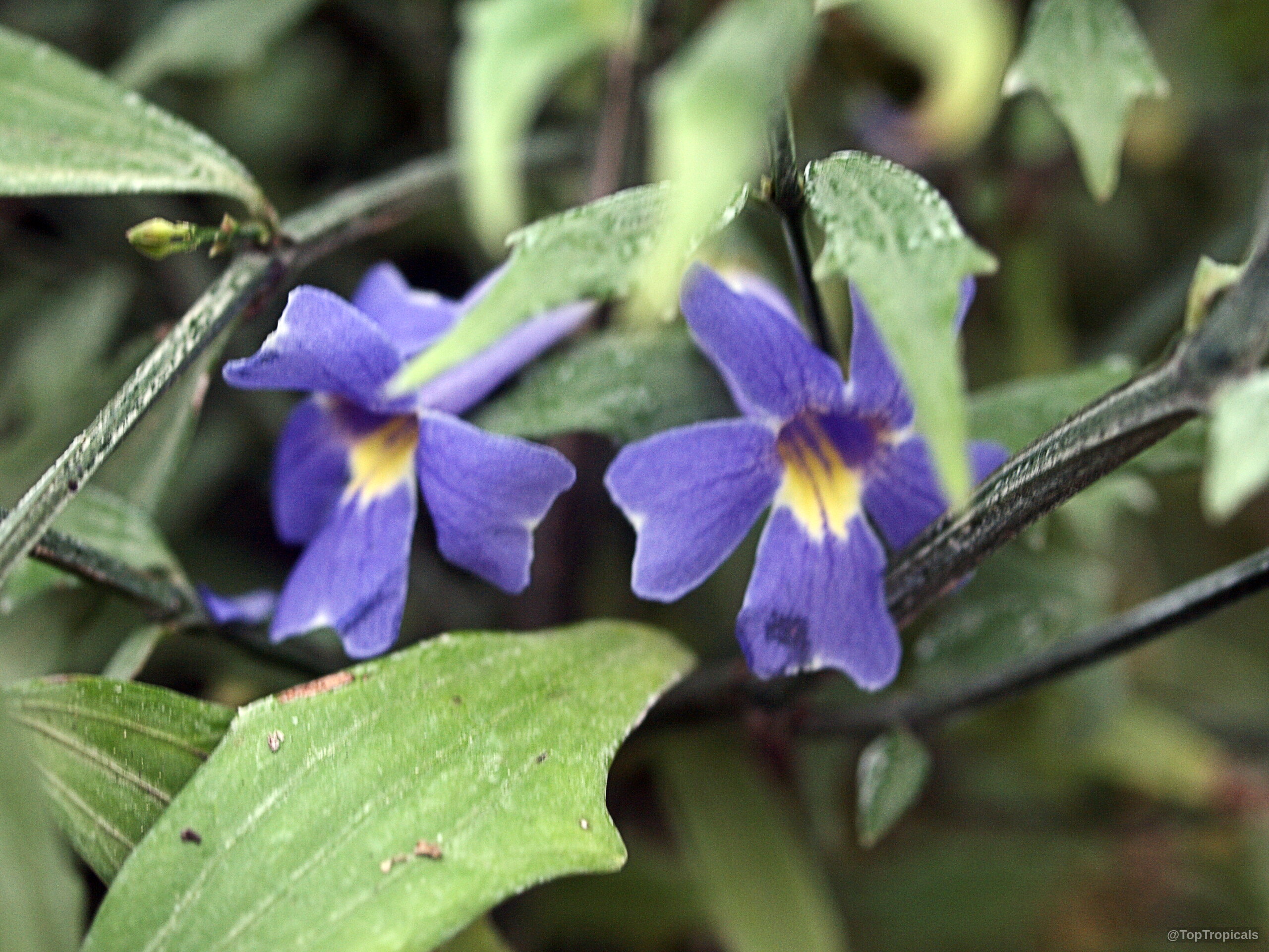 Thunbergia kirkii (Blue Sky Shrub) blue flower petals with yellow centers amidst lush green foliage. Thunbergia kirkii (Blue Sky Shrub) blue flower close up with yellow center and green leaves.