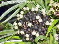 Osmoxylon lineare, Boerlagiodendron lineare, Miagos bush

Click to see full-size image