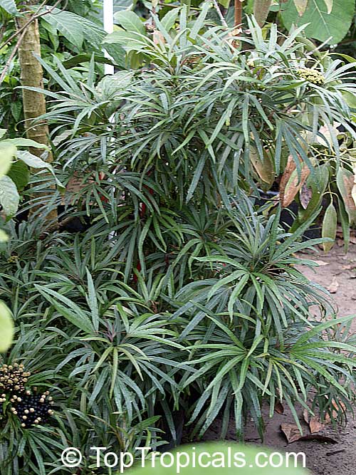 Osmoxylon lineare, Boerlagiodendron lineare, Miagos bush
