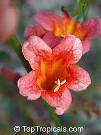 Bignonia capreolata, Crossvine

Click to see full-size image