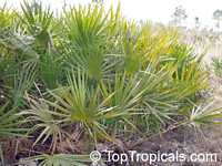 Serenoa repens, Sabal serrulata, Saw Palmetto

Click to see full-size image
