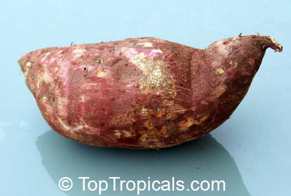 Sweet Potatoes - Ipomoea batatas