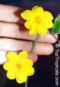 Jasminum mesnyi, Jasminum primulinum, Japanese Jasmine, Primrose Jasmine

Click to see full-size image