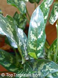 Aglaonema commutatum, Poison Dart Plant

Click to see full-size image
