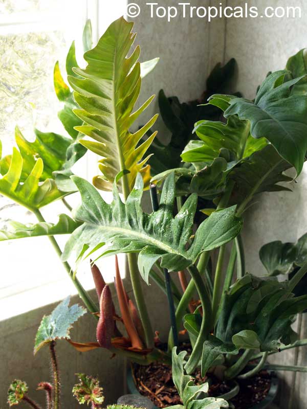 Philodendron xanadu, Philodendron