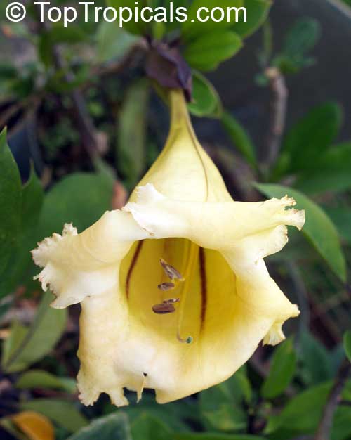Solandra grandiflora, Cup of Gold Vine, Chalice Vine