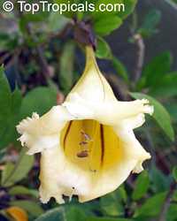 Solandra grandiflora, Cup of Gold Vine, Chalice Vine

Click to see full-size image
