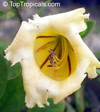 Solandra grandiflora, Cup of Gold Vine, Chalice Vine

Click to see full-size image