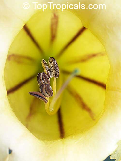 Solandra grandiflora, Cup of Gold Vine, Chalice Vine