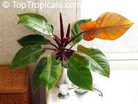 Philodendron sp. "Prince of Orange", Philodenron sp. "Autumn", Prince of Orange, Autumn

Click to see full-size image