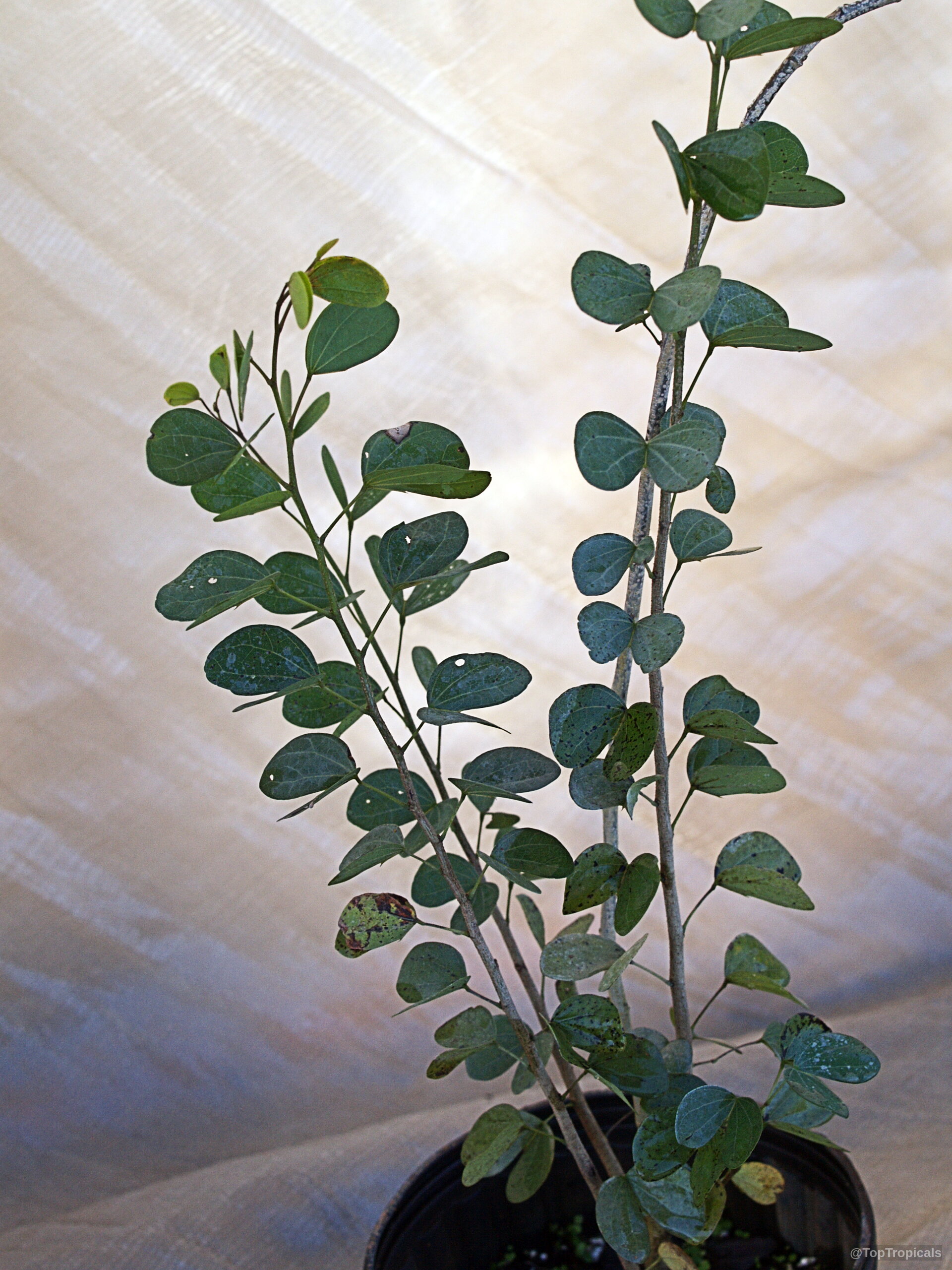 Bauhinia bowkeri (Kei White Bauhinia) slender stems carry numerous small green rounded foliage sections attached. Bauhinia bowkeri (Kei White Bauhinia) plant with green rounded leaves on thin upright branches