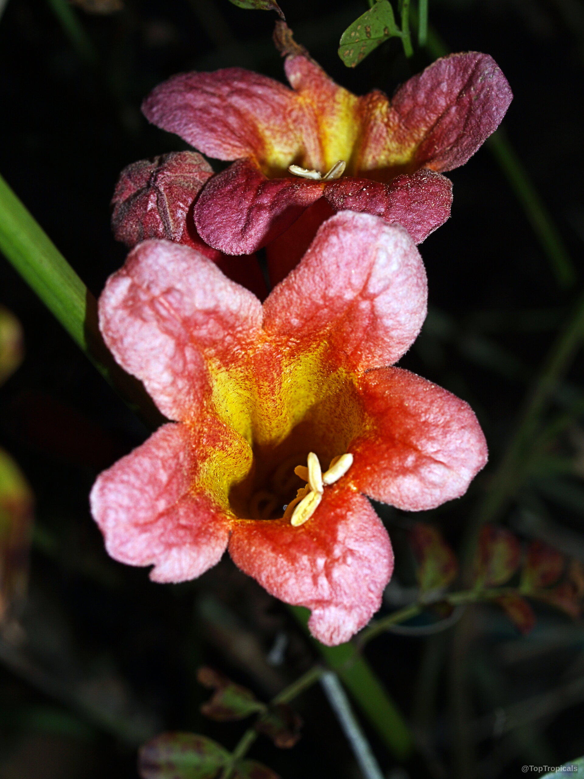 Bignonia capreolata (Crossvine) flower with pinkish orange petals and a vivid yellow center throat area Bignonia capreolata (Crossvine) orange flower close up with a yellow throat and green leaves