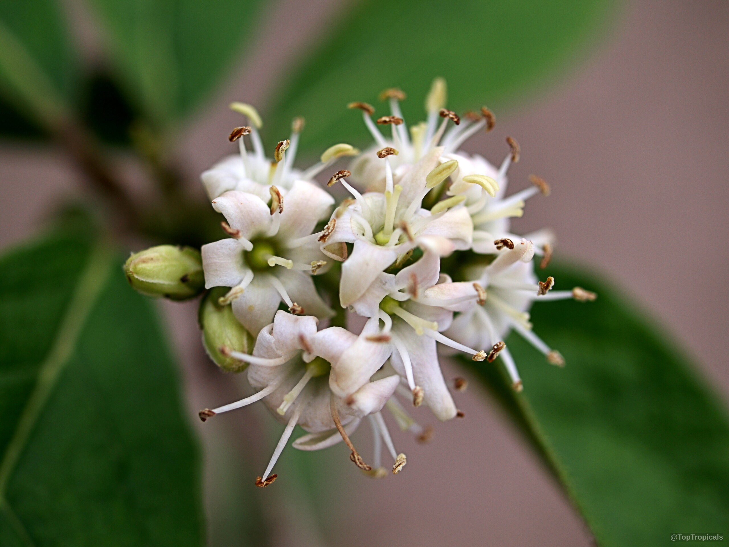 Cordia rupicola (Puerto Rico Manjack) white flowers with prominent stamens in a tight cluster. Cordia rupicola (Puerto Rico Manjack) white flower cluster close up with yellow tipped stamens.