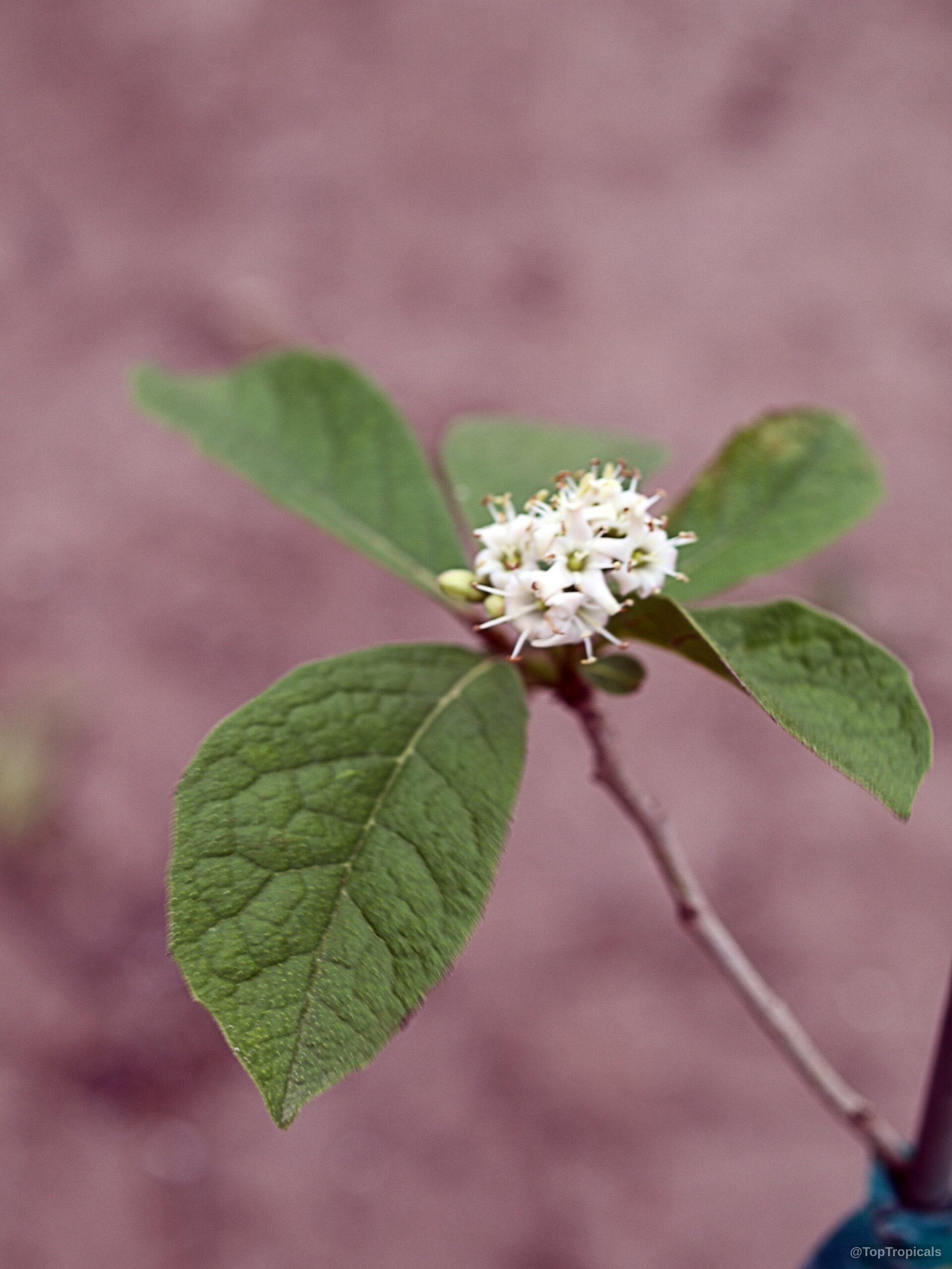Cordia rupicola (Puerto Rico Manjack) white flower cluster sitting atop textured green leaves on branch. Cordia rupicola (Puerto Rico Manjack) white flower with green leaves, close up on branch.
