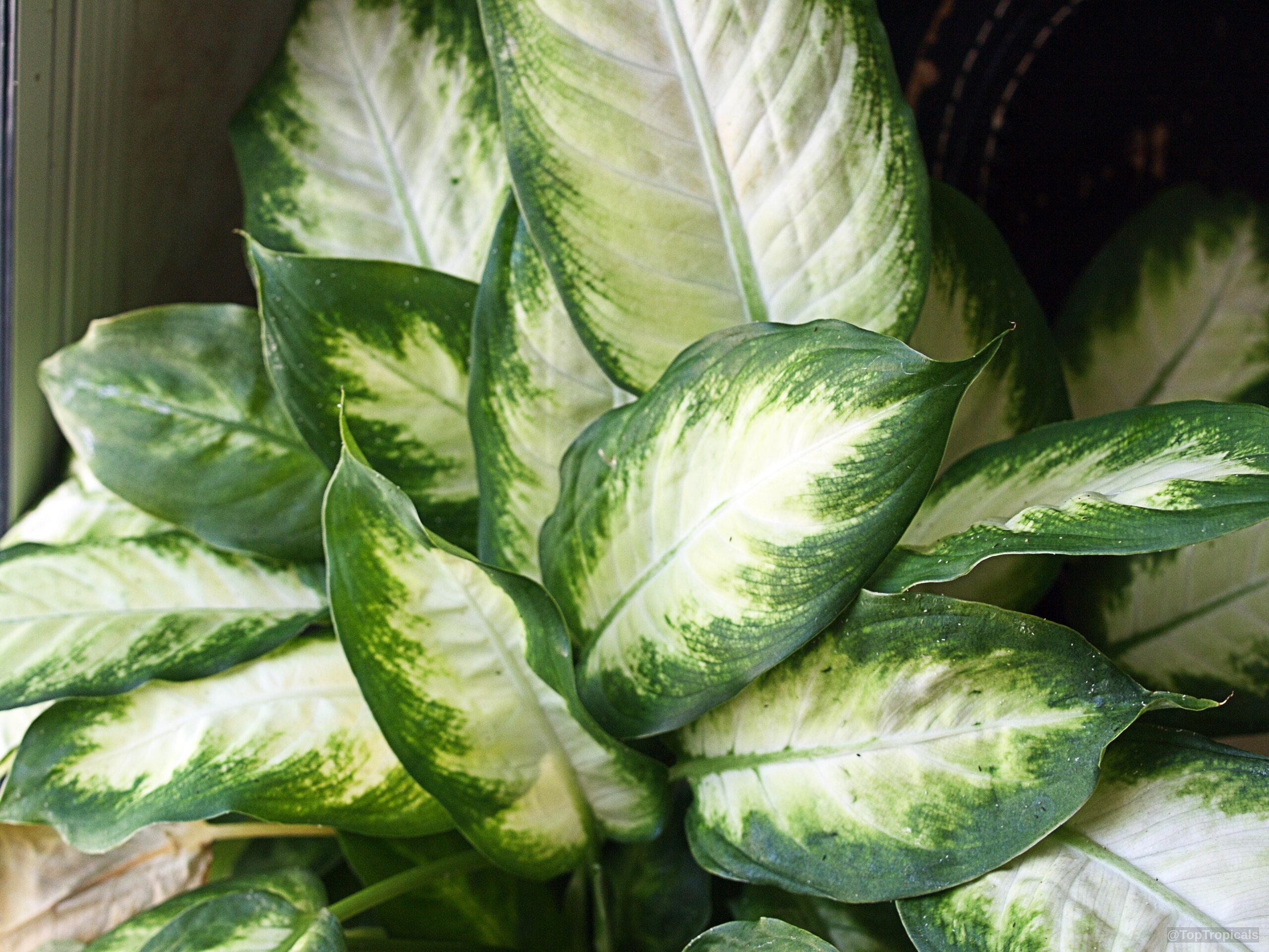 Dieffenbachia sp. (Dieffenbachia) leaves with wide green edges and creamy white centers from above Dieffenbachia sp. (Dieffenbachia) green and white leaves plant showing detailed vein structures in close up