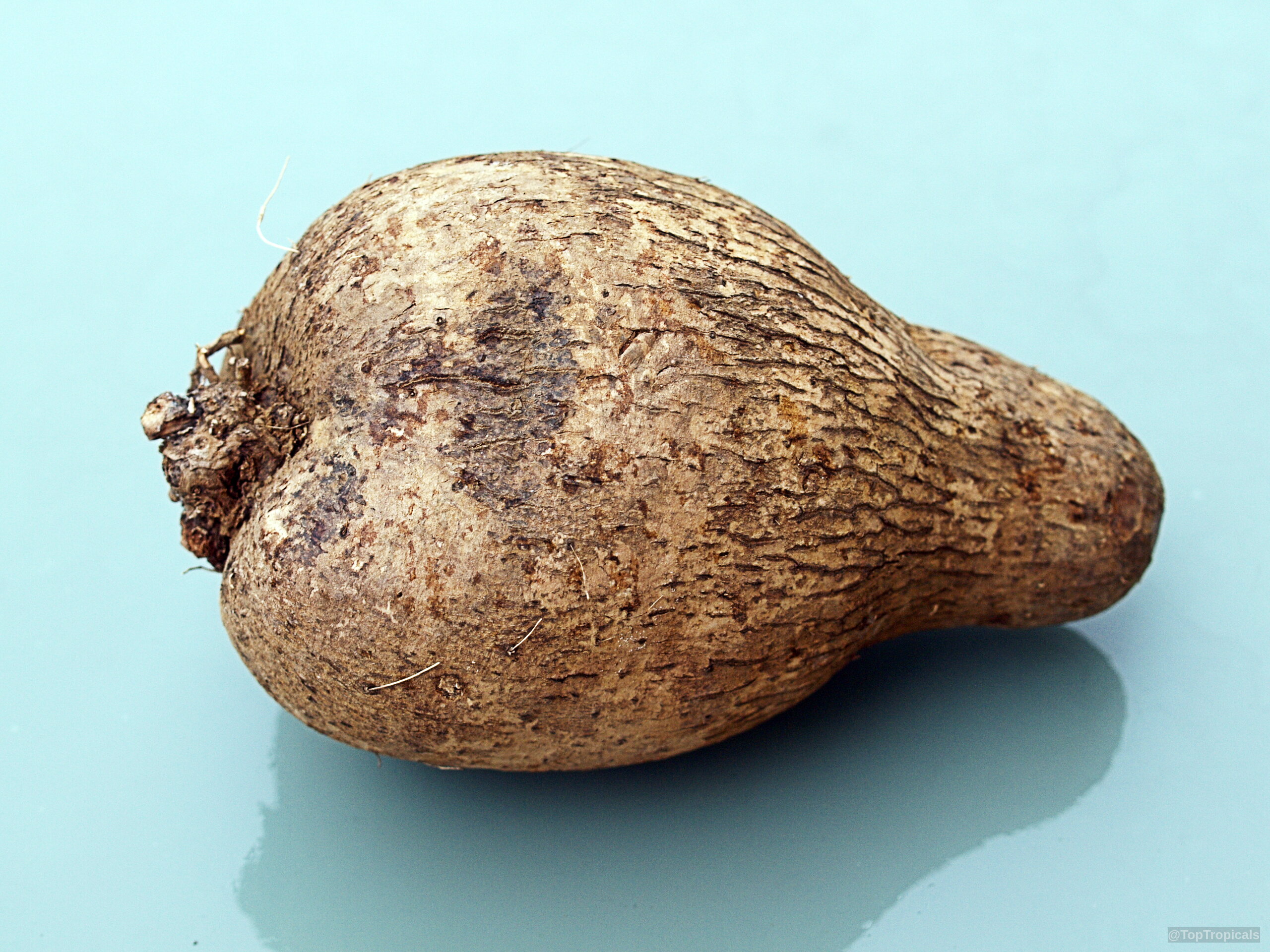 Dioscorea sp. (Yam) tuber with rough brown skin rests on a solid light blue surface Dioscorea sp. (Yam) close up brown tuber with rough texture sitting on a plate