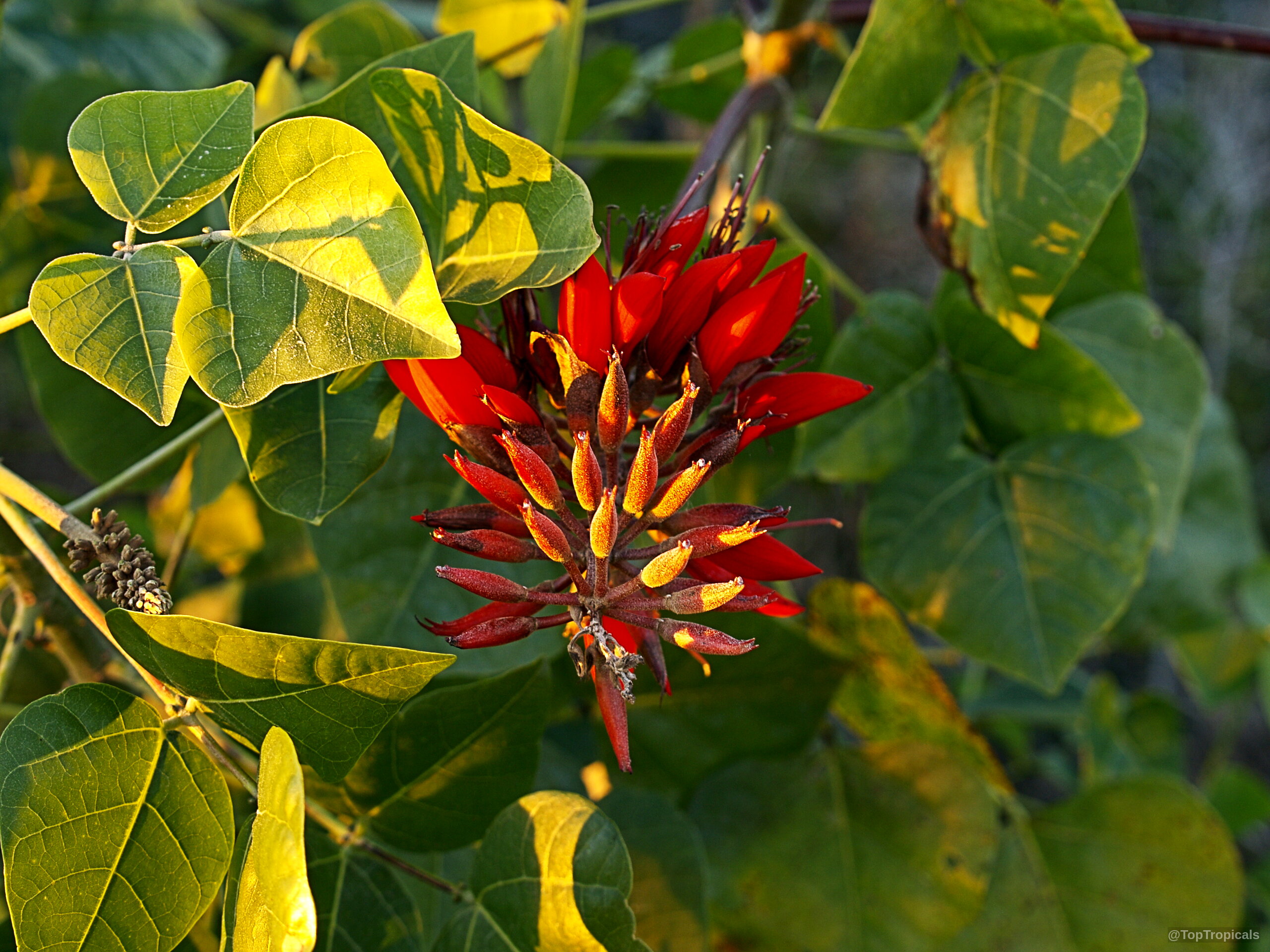 Erythrina sp. (Coral Tree) vibrant red flower cluster blooming among green leaves on the branch. Erythrina sp. (Coral Tree) red flower cluster with green leaves in a close up.