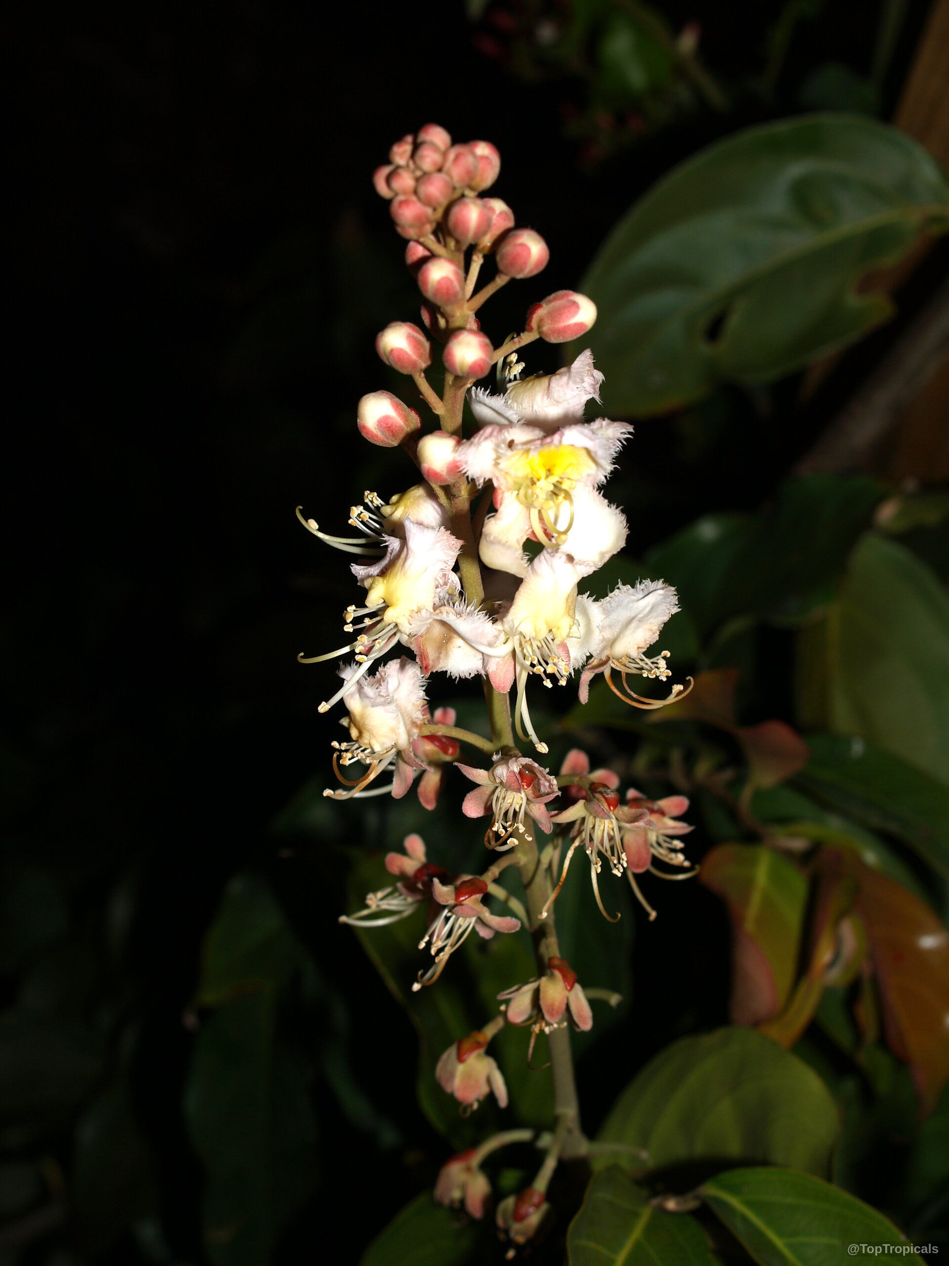 Hiptage benghalensis (Hiptage) flower cluster with delicate white petals and pink buds. Hiptage benghalensis (Hiptage) white flower cluster with pink buds, close up