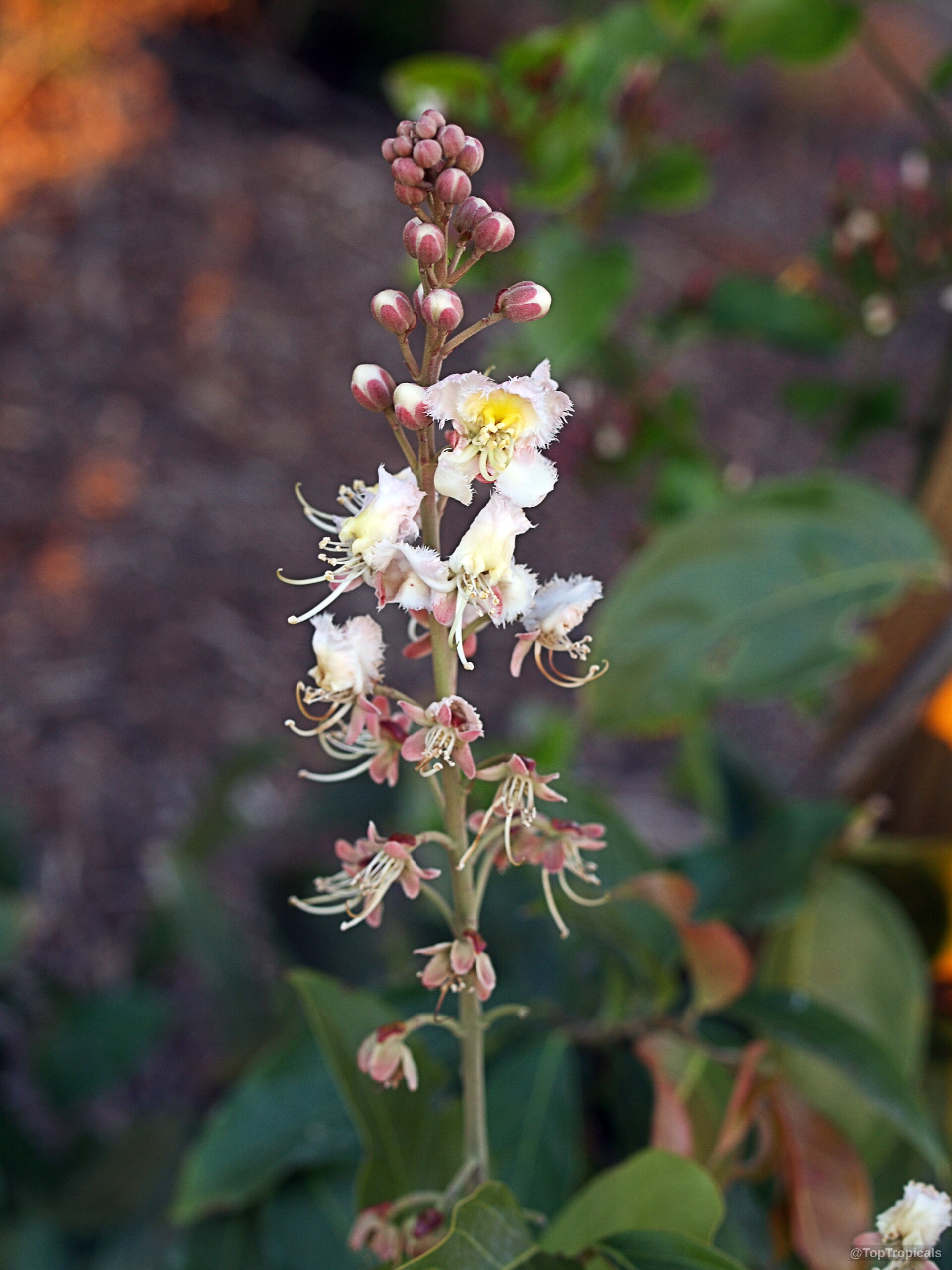 Hiptage benghalensis (Hiptage) white pink flower cluster rising upward along a thin green central stalk. Hiptage benghalensis (Hiptage) white pink flower close up on a slender stem with green foliage.