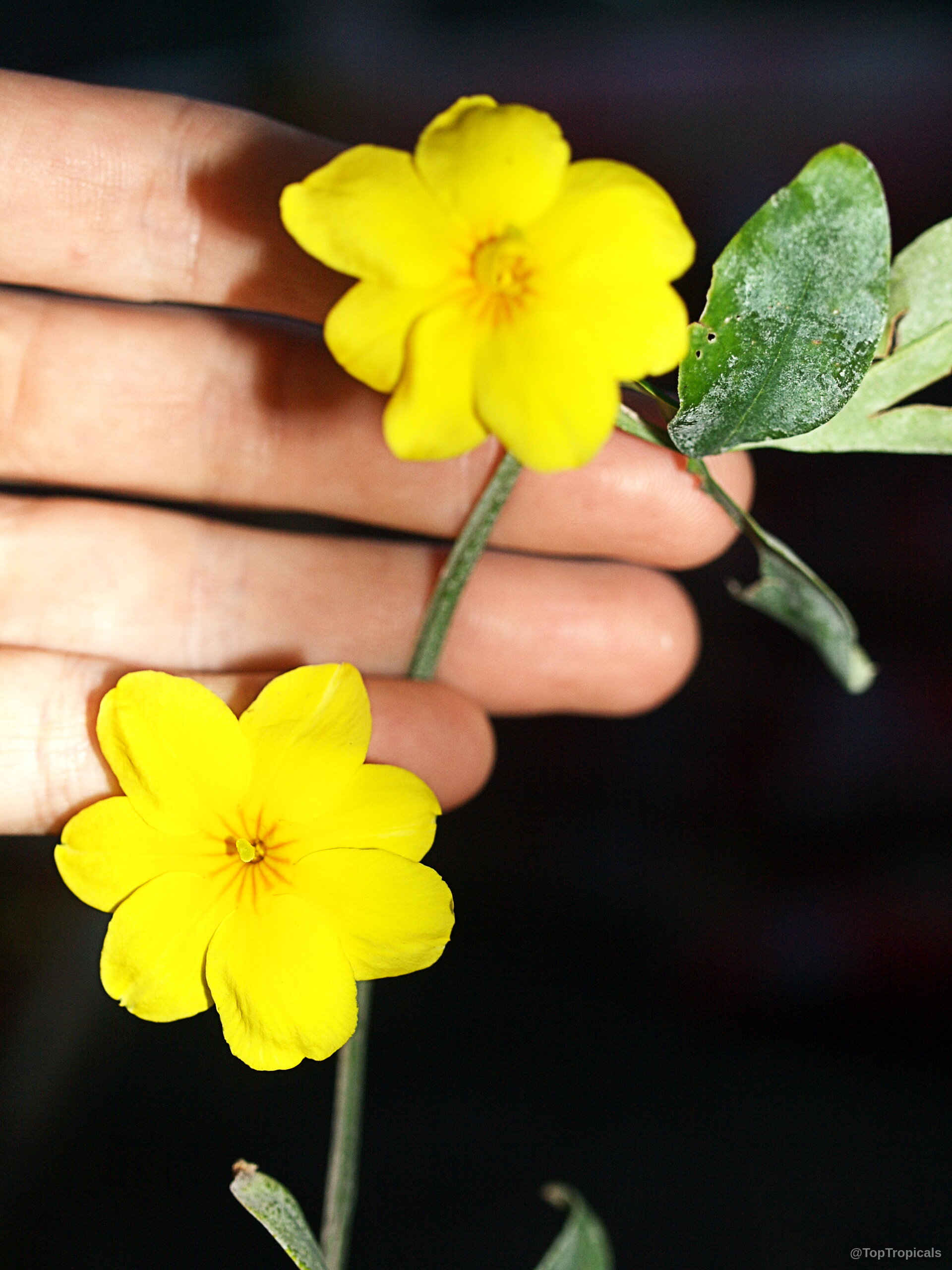 Jasminum mesnyi (Japanese Jasmine) flower with yellow petals held in a human hand Jasminum mesnyi (Japanese Jasmine) yellow flower close up held near a human hand
