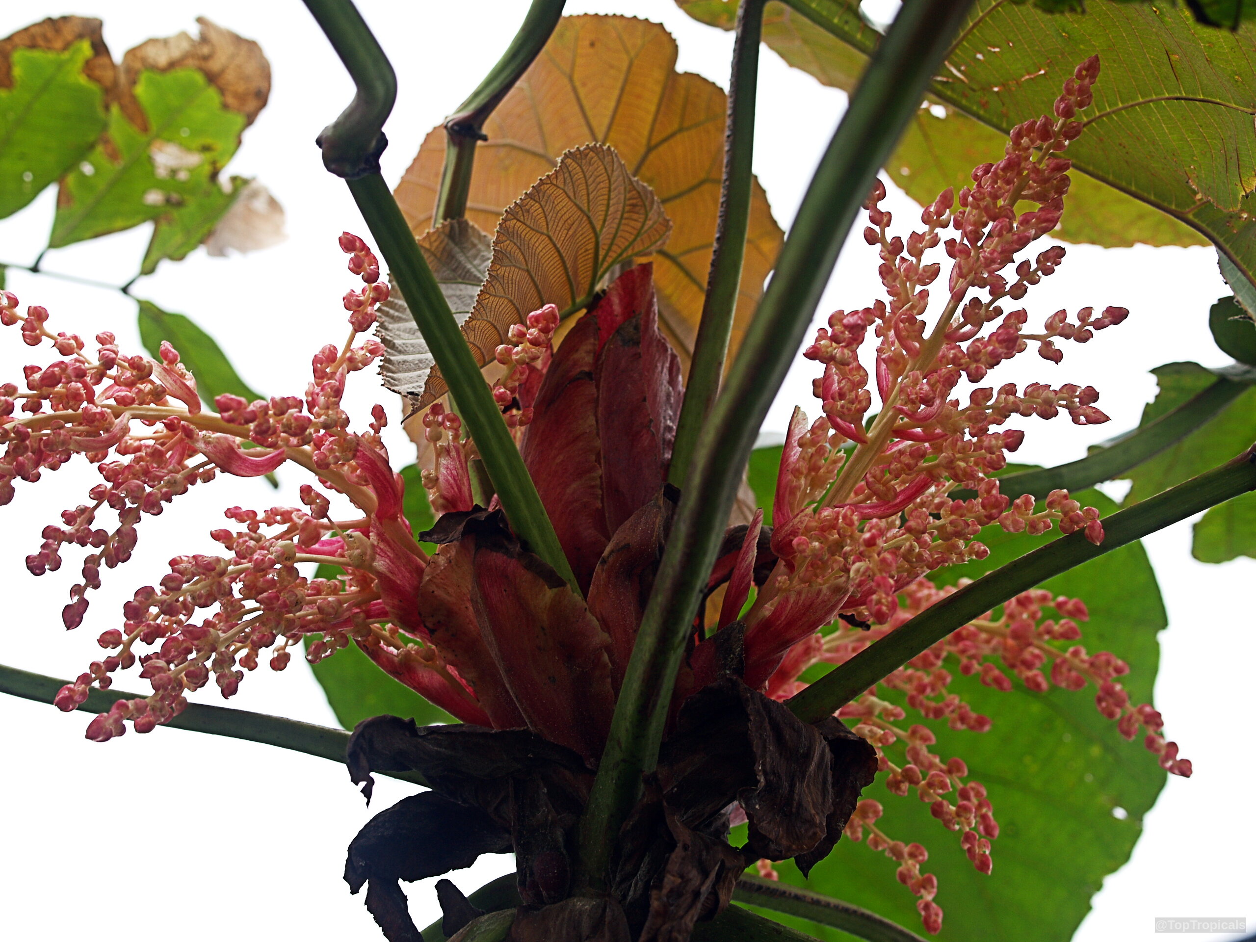 Macaranga grandifolia (Macaranga) pink flower cluster attached to thick stems near wide green foliage. Macaranga grandifolia (Macaranga) pink flower close up with large green tropical leaves in background.