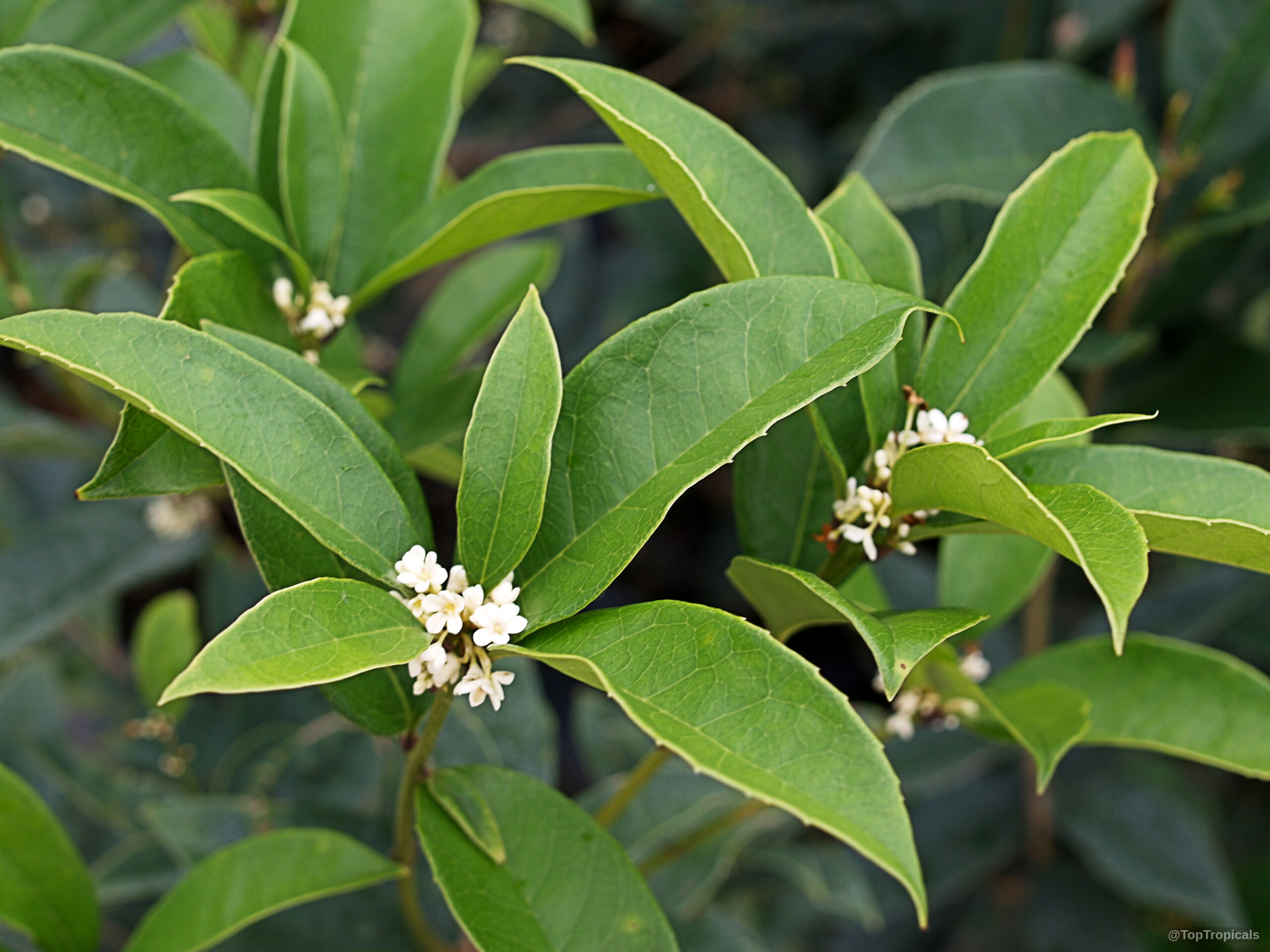 Osmanthus fragrans (Tea Olive) branches loaded with tiny white flower clusters and glossy green leaves. Osmanthus fragrans (Tea Olive) with small white flower clusters amidst lush green pointed leaves.