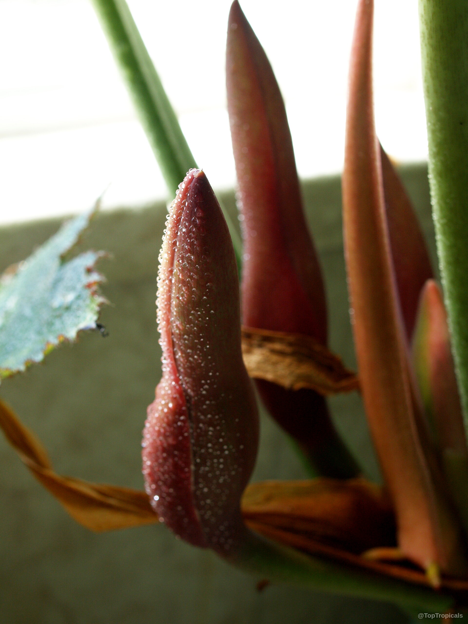 Philodendron xanadu (Philodendron) flower emerging with moisture on the pointed exterior structure. Philodendron xanadu (Philodendron) brown flower close up with water drops on the textured surface