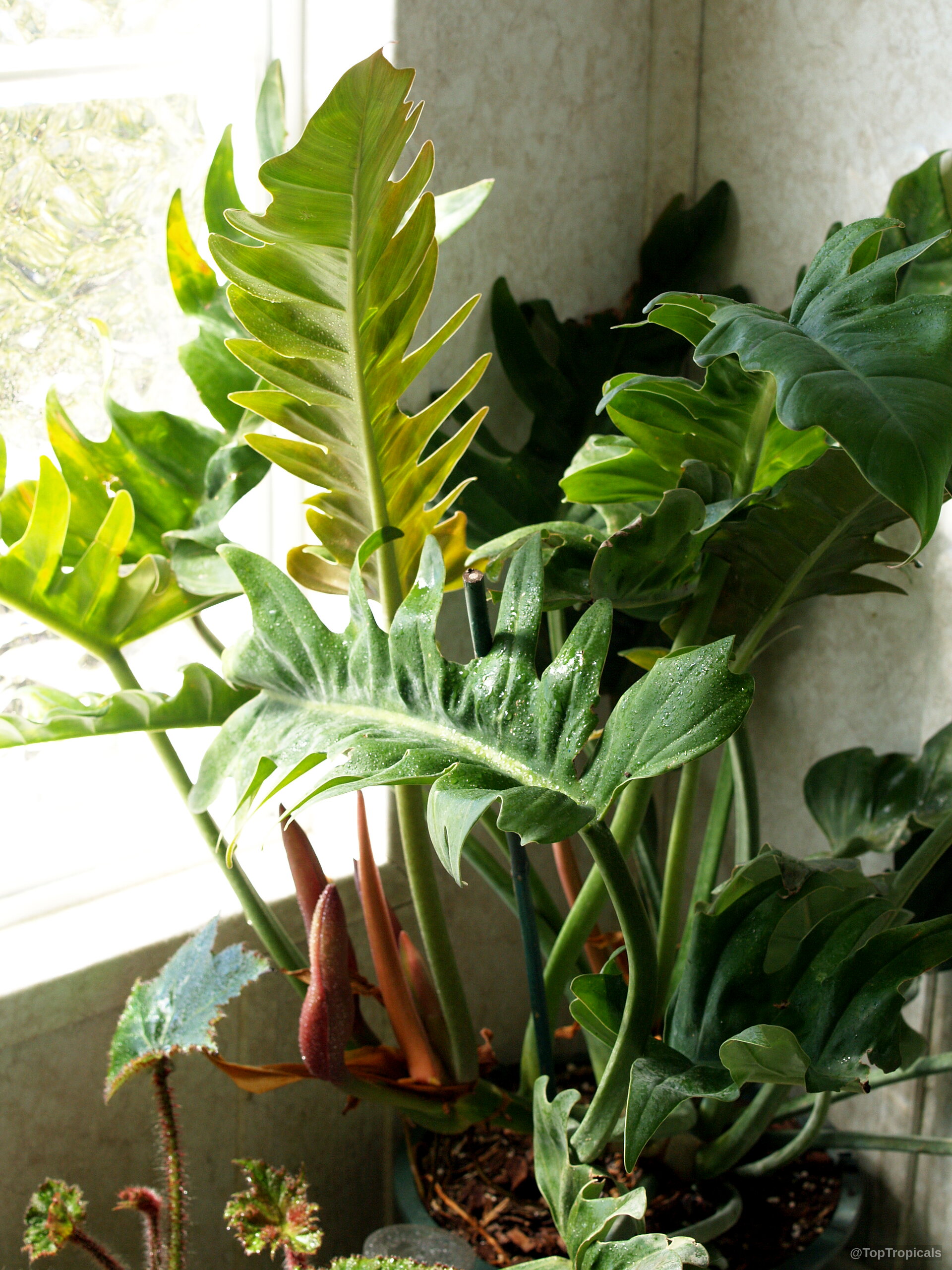 Philodendron xanadu (Philodendron) displaying deeply cut, lobed leaves in a container. Philodendron xanadu (Philodendron) green leaves, elongated lobes, deep texture, captured in a close up.