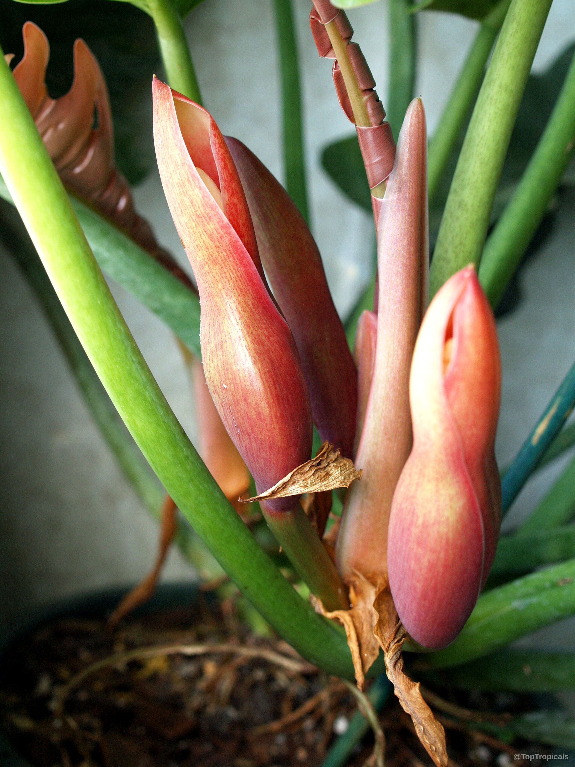 Philodendron xanadu (Philodendron) pink flower buds rising from thick green stems within a container Philodendron xanadu (Philodendron) pink flower buds rising from long green stems close up