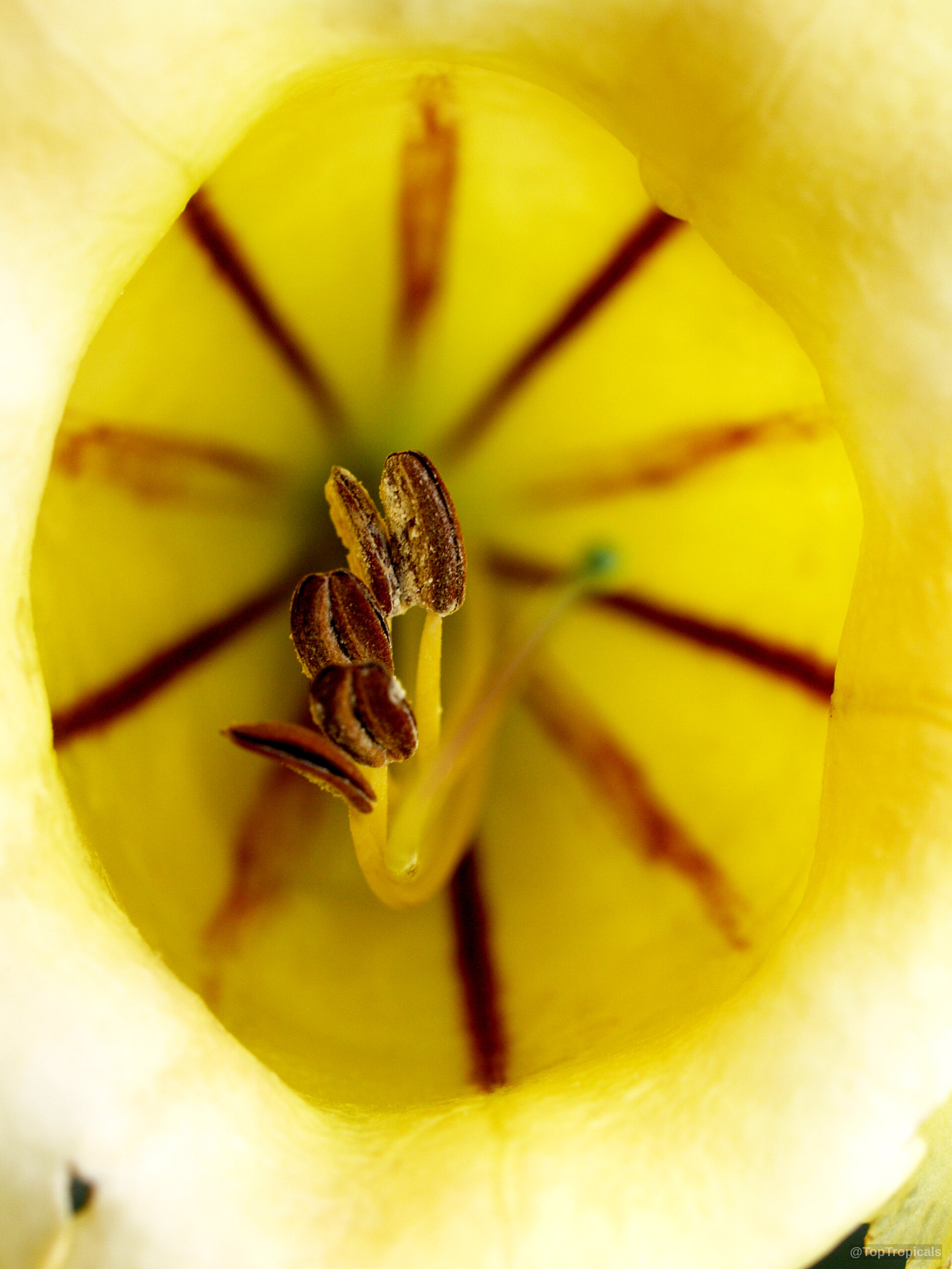 Solandra grandiflora (Cup of Gold Vine) yellow flower with central brown lines and pollen structures. Solandra grandiflora (Cup of Gold Vine) yellow flower close up with brown inner lines.