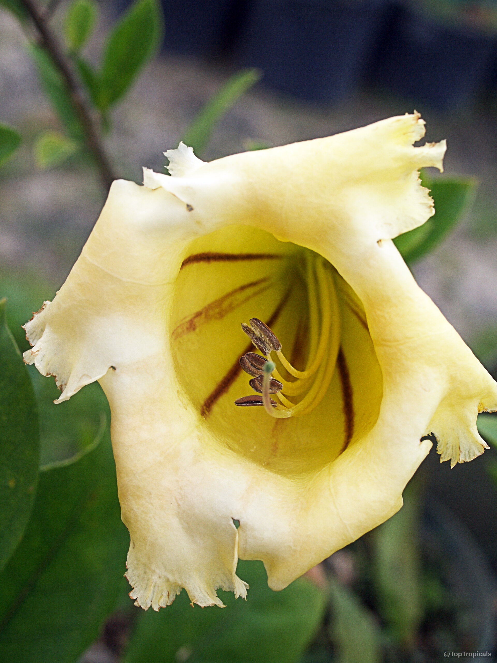 Solandra grandiflora (Cup of Gold Vine) yellow trumpet flower with soft edges and internal lines Solandra grandiflora (Cup of Gold Vine) yellow flower close up with dark purple streaks