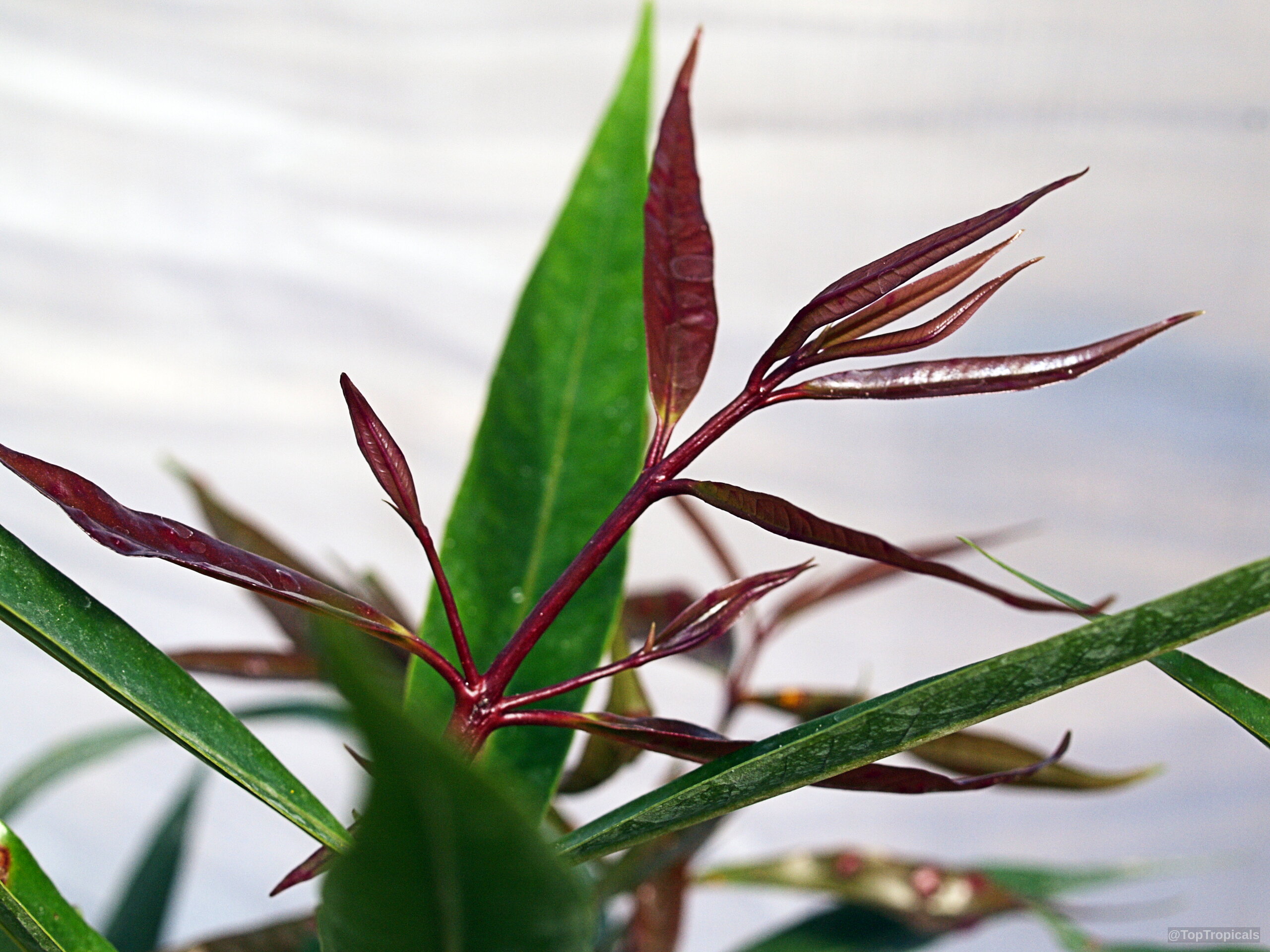 Syzygium jambos (Rose apple) emerging red new foliage with contrasting mature long green narrow leaves. Syzygium jambos (Rose apple) red leaves close up, showing long slender new foliage growth.