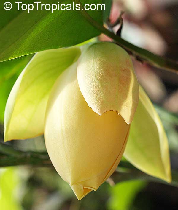 Magnolia liliifera, Talauma candollei, Magnolita, Egg Magnolia