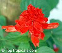 Salvia splendens, Scarlet Sage

Click to see full-size image