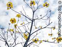 Handroanthus chrysotrichus, Tabebuia chrysotricha, Tabebuia chrysantha, Dwarf Golden Tabebuia

Click to see full-size image