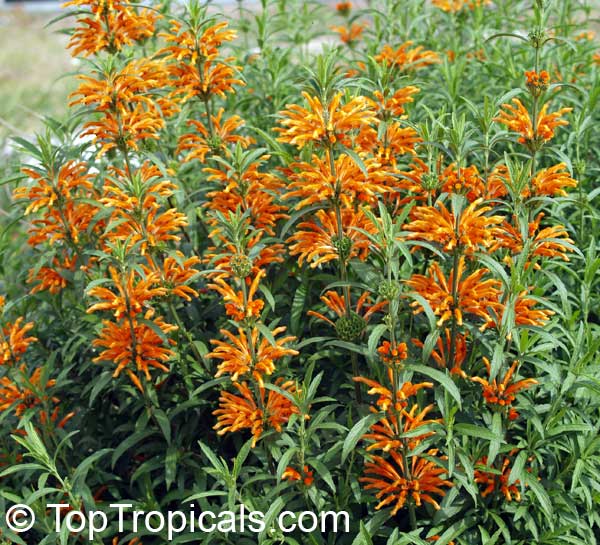 Leonotis leonurus, Lion's Ear blooming