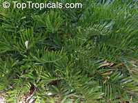 Zamia integrifolia, Zamia floridana, Coontie, Coontie Palm, Koonti

Click to see full-size image