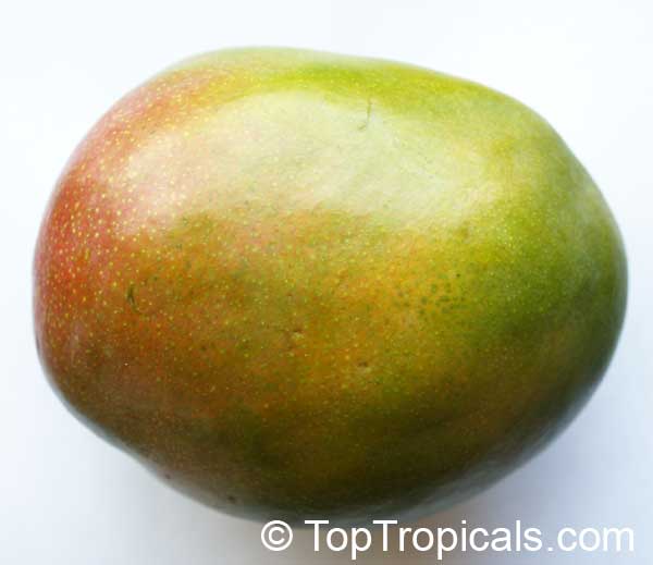 Mango tree Creme Brulee, Grafted (Mangifera indica)